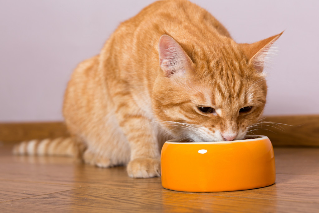 Можно ли кормить кошку сухим кормом и натуральной пищей одновременно