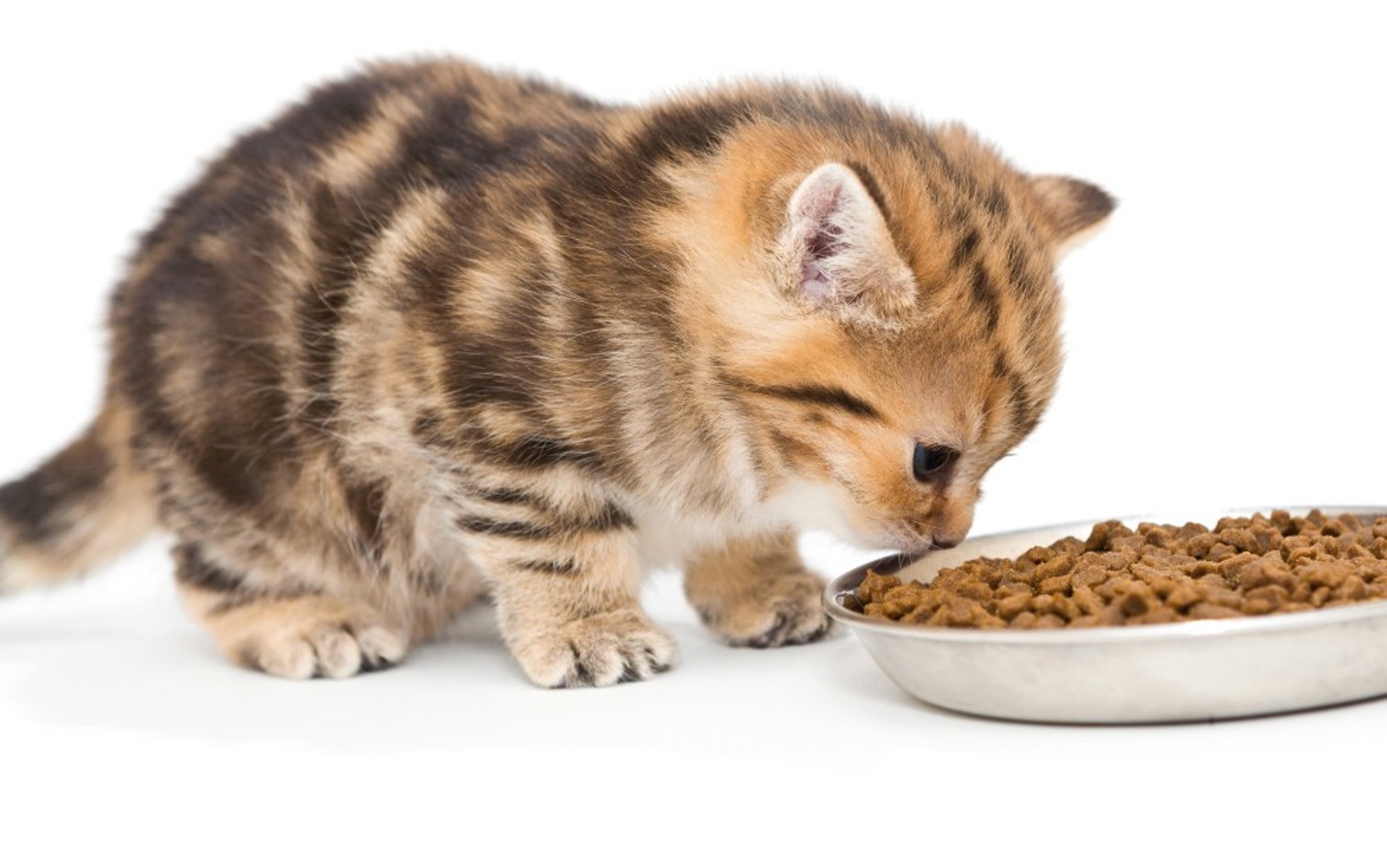 Можно ли кормить кота сухим и влажным кормом без вреда?