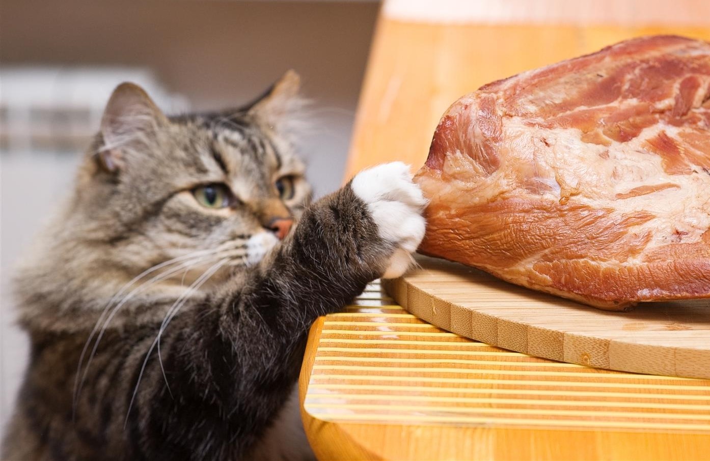 Можно котам давать сырое мясо. Котик с едой. Кот ворует. Кот ворует со стола.