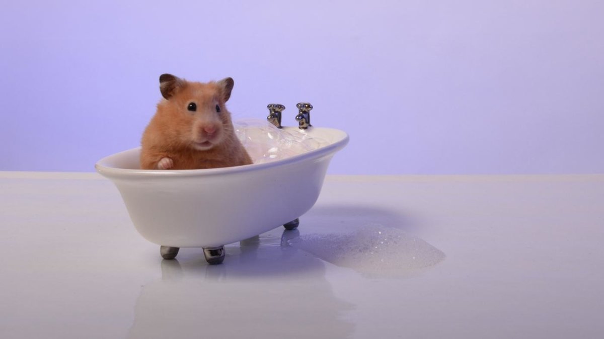 Мышь в ванной