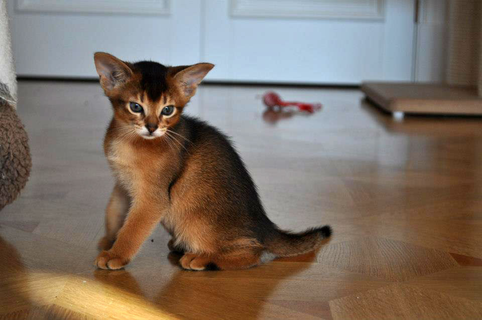 Абиссинская Кошка Котята Фото