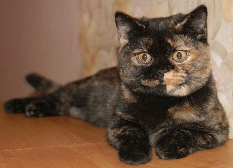 Фото британской кошки черепахового окраса