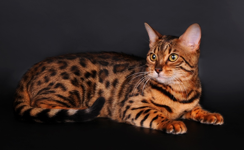 Тигровые кошки (25 фото): описание пород котов тигрового окраса .