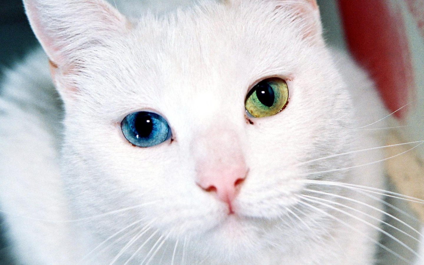 Кошки С Разными Глазами Фото