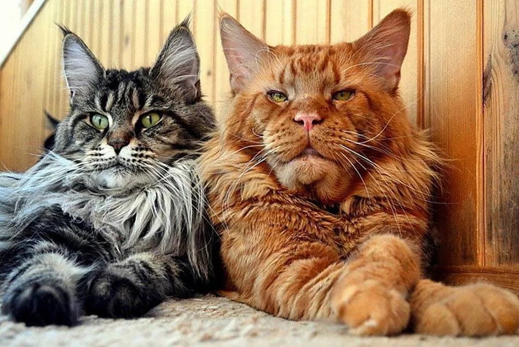 Коты Мейн Кун Фото Размеры
