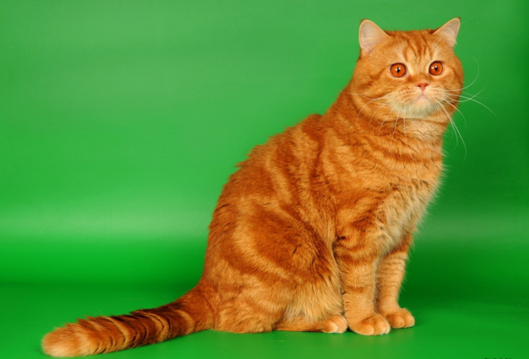 британская короткошёрстная рыжая кошка фото