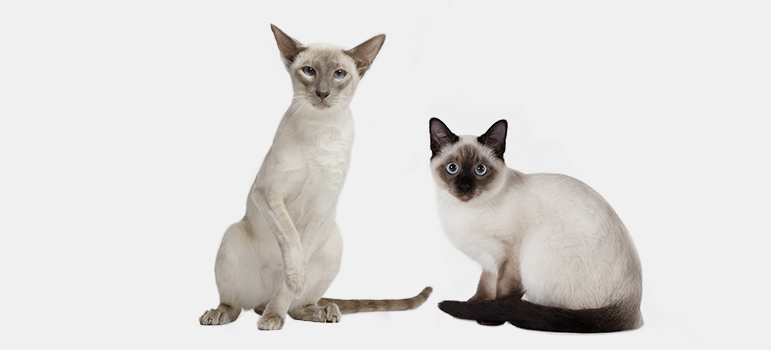 сиамская кошка и тайская кошка отличие