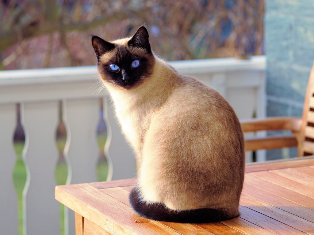сиамская кошка сколько стоит в рублях в россии