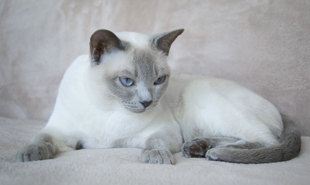 Тонкинская кошка: описание и характер породы, уход и содержание, вязка, другая полезная информация