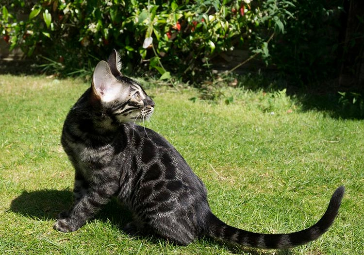 бенгальская кошка черный мрамор