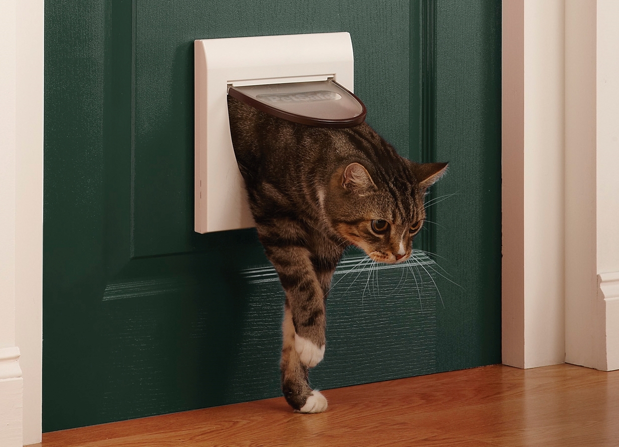 Запускаем кошку в дом. Дверь для котов. Кошачья дверца. Дверца для котов в двери. Дверца для кошек в туалет.