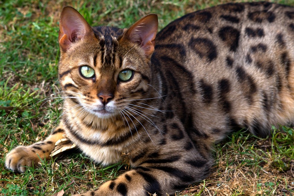 Как назвать бенгальского котенка мальчика, имя для бенгальской кошки. Как подобрать имя для такой кошки? Клички бенгальских котов в нашей статье.