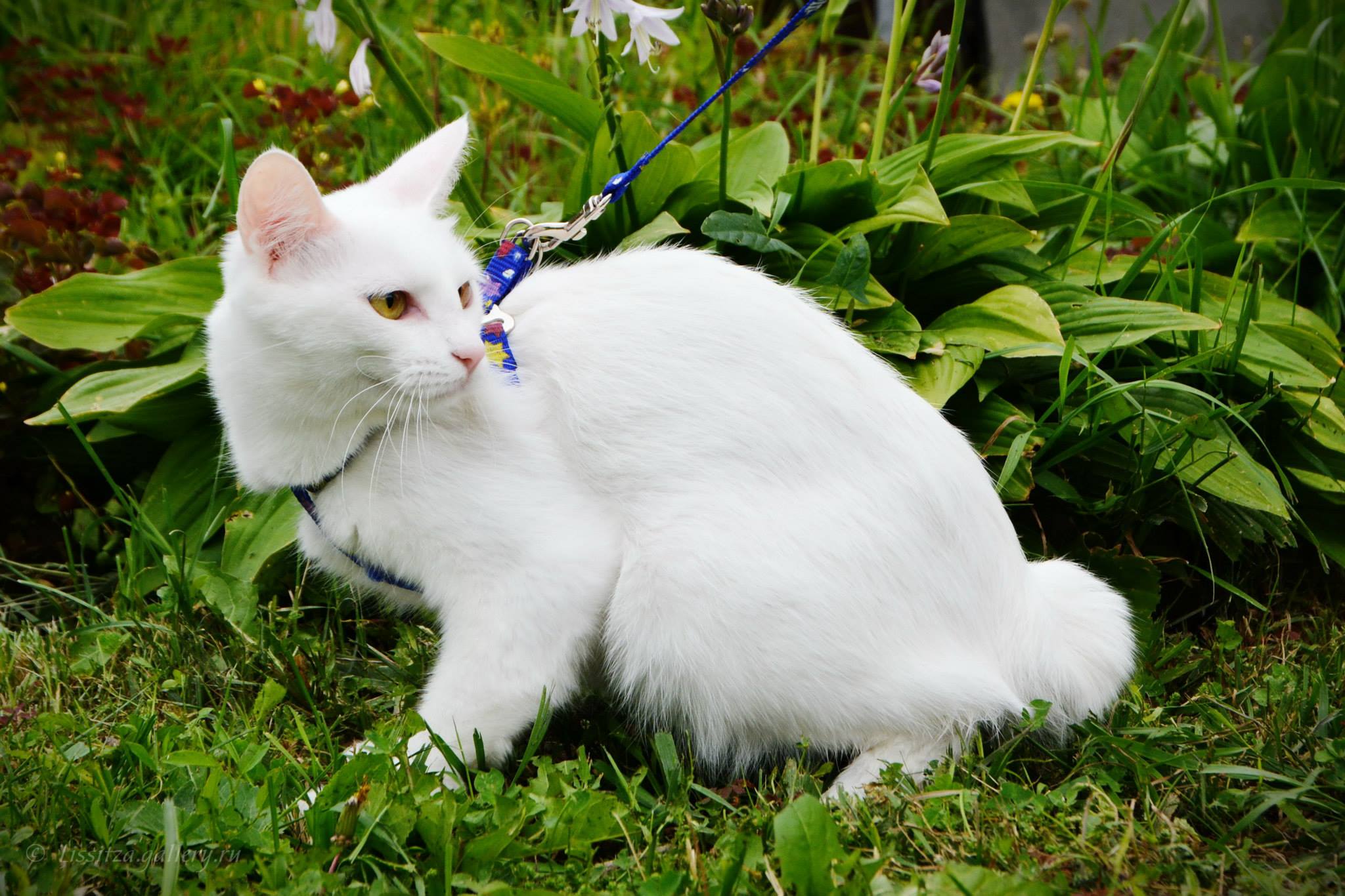 Музыка белая кошка. Японский бобтейл. Японский бобтейл кошка. Японский бобтейл белый. Японский бобтейл кошка белая.