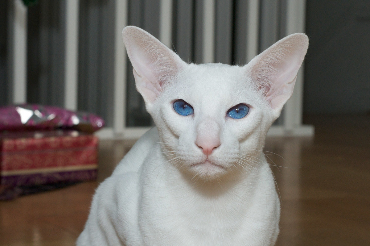 Белый Кот С Голубыми Глазами Фото