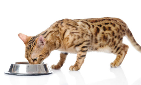 Чем кормить бенгальских кошек сухой корм и натуральное питание