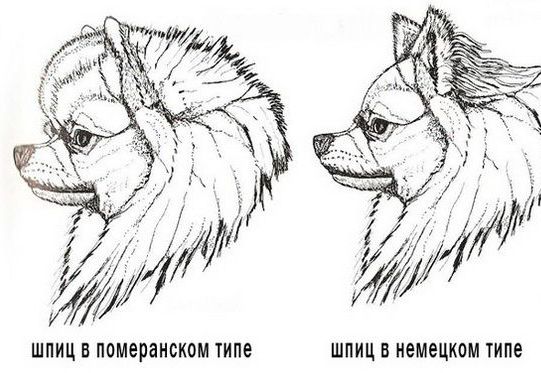 Шпиц Померанский И Немецкий Разница Фото