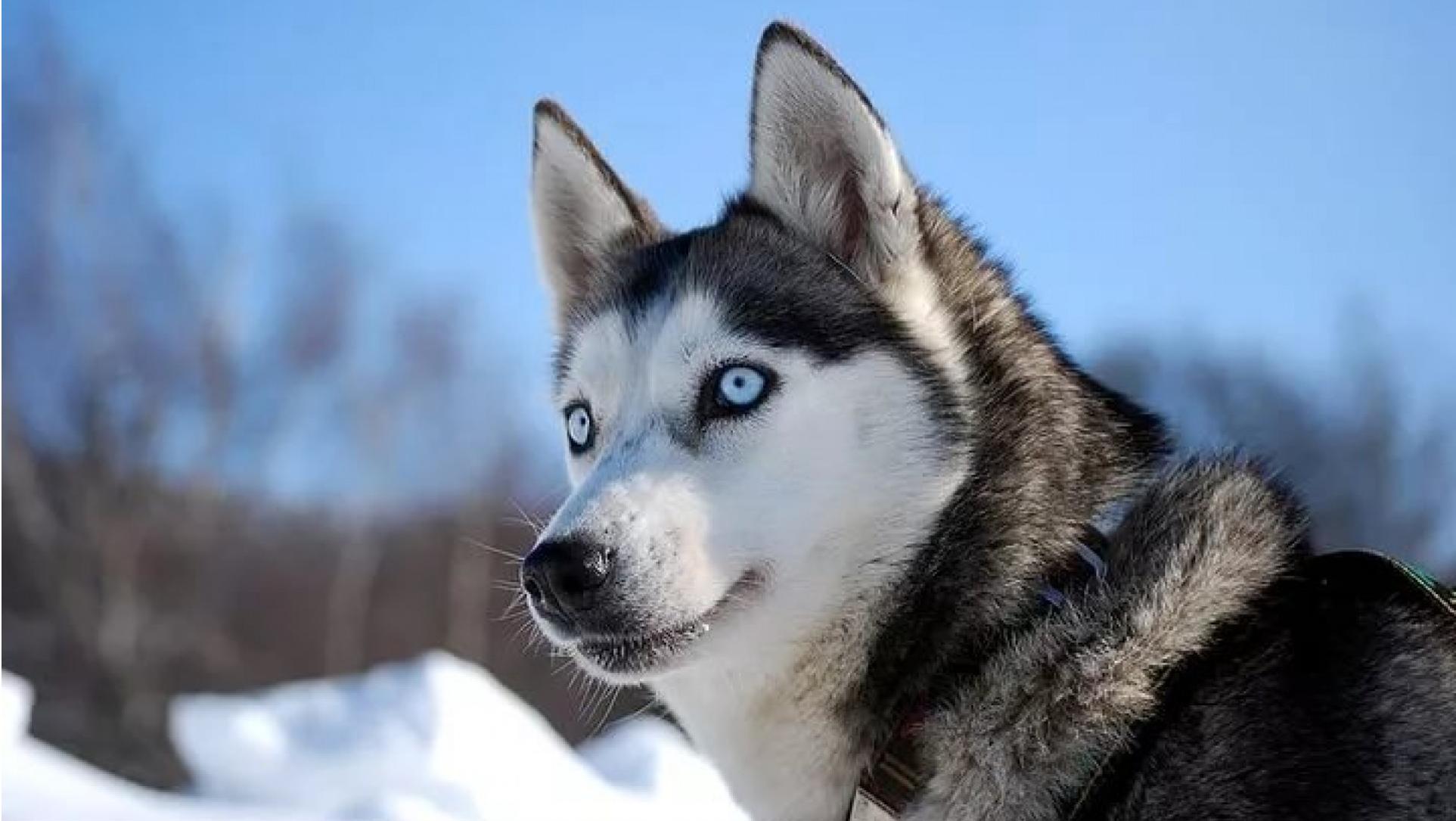 Собака с голубыми глазами порода хаски
