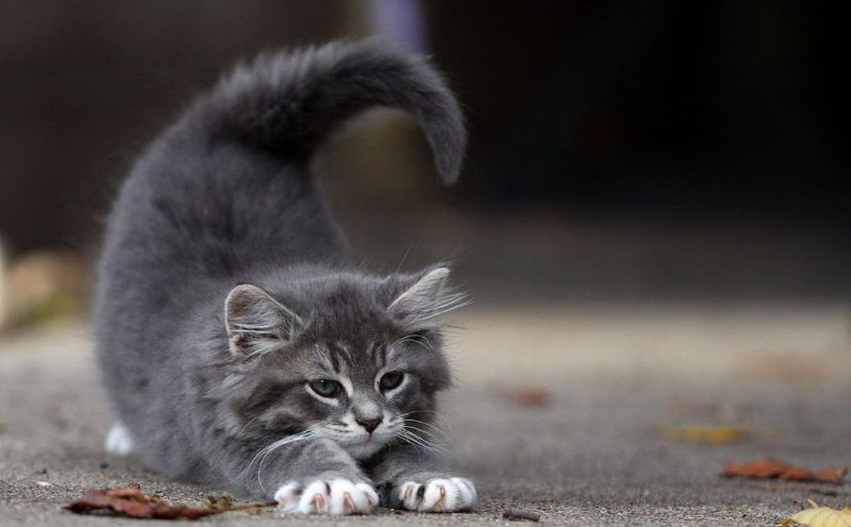 Серый котенок на улице