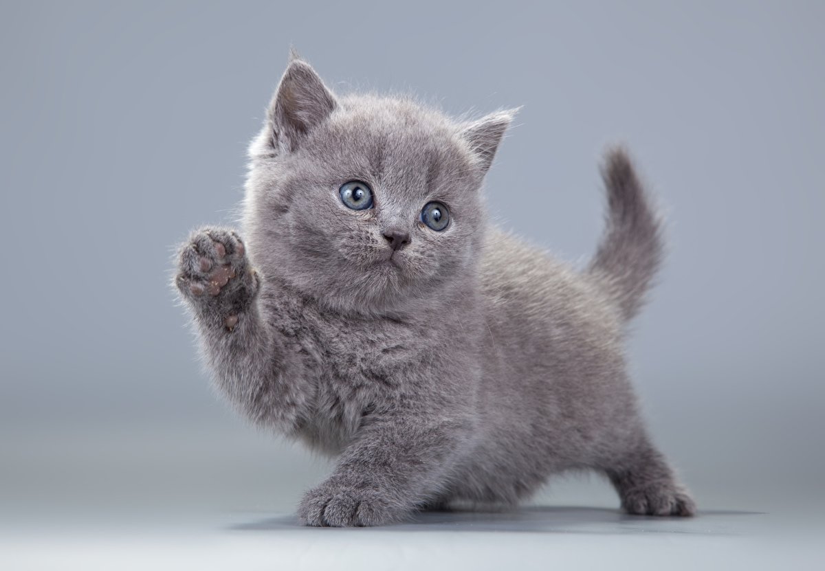 котенок фото милый серый