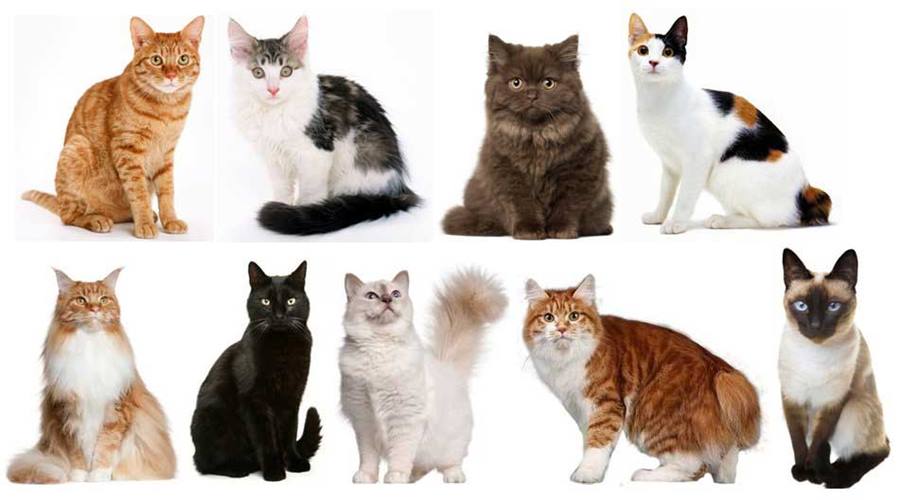 Как определить породу кошек? 29 фото Как узнать породу кота по внешним признакам? Определяем породистость котенка по фотографии. Другие способы