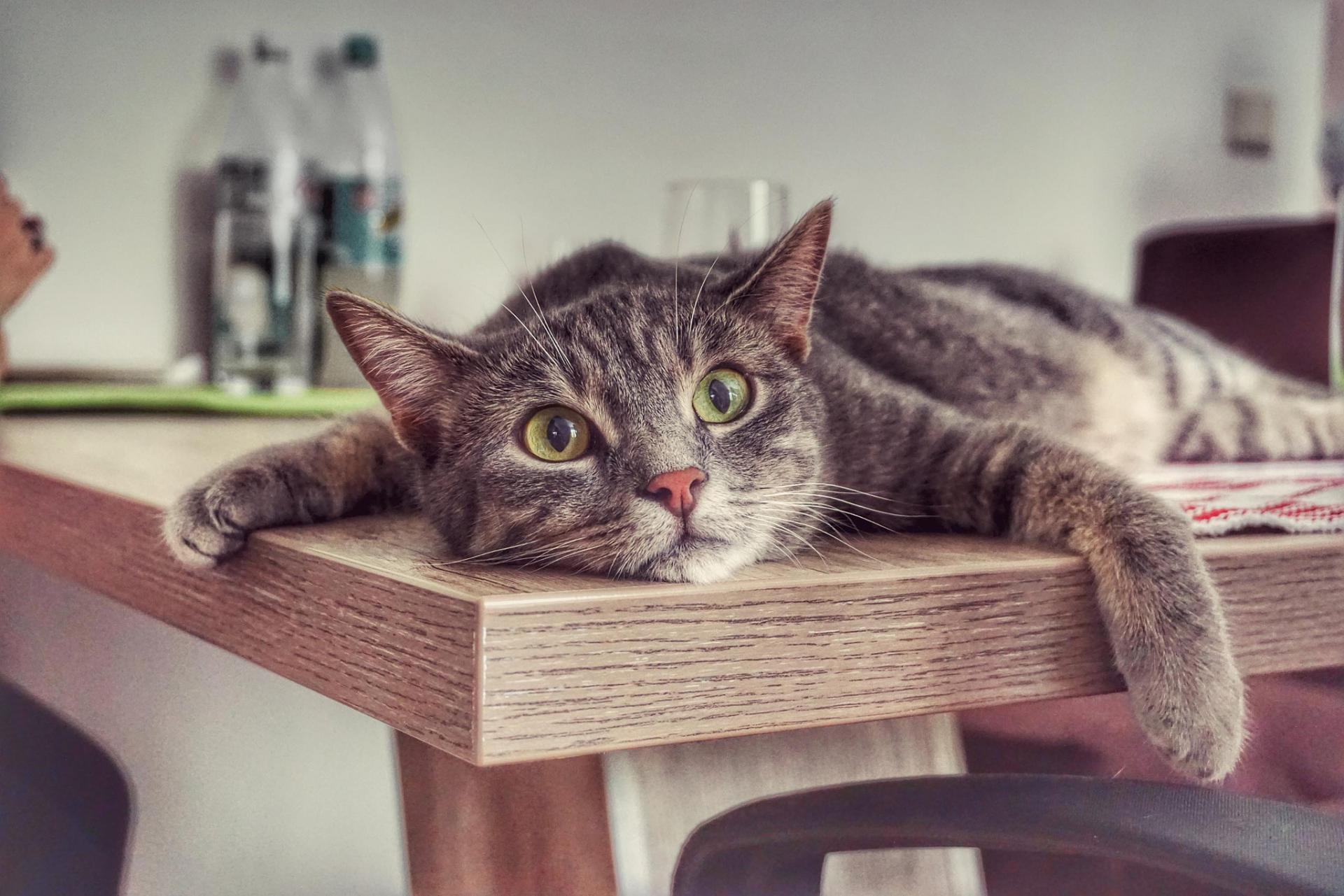 Котенок на столе