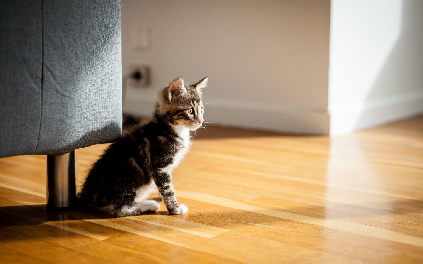 Адаптация котенка в новом доме: советы и рекомендации