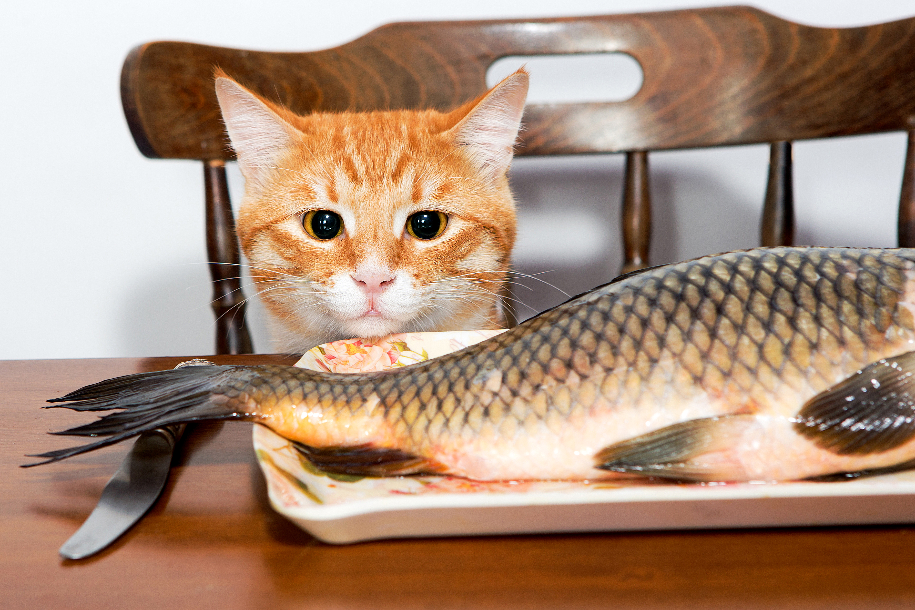 Рыбка съедает другую рыбку. Кот с рыбой. Котенок и рыба. Рыжий кот с рыбой. Рыбки для кошек.