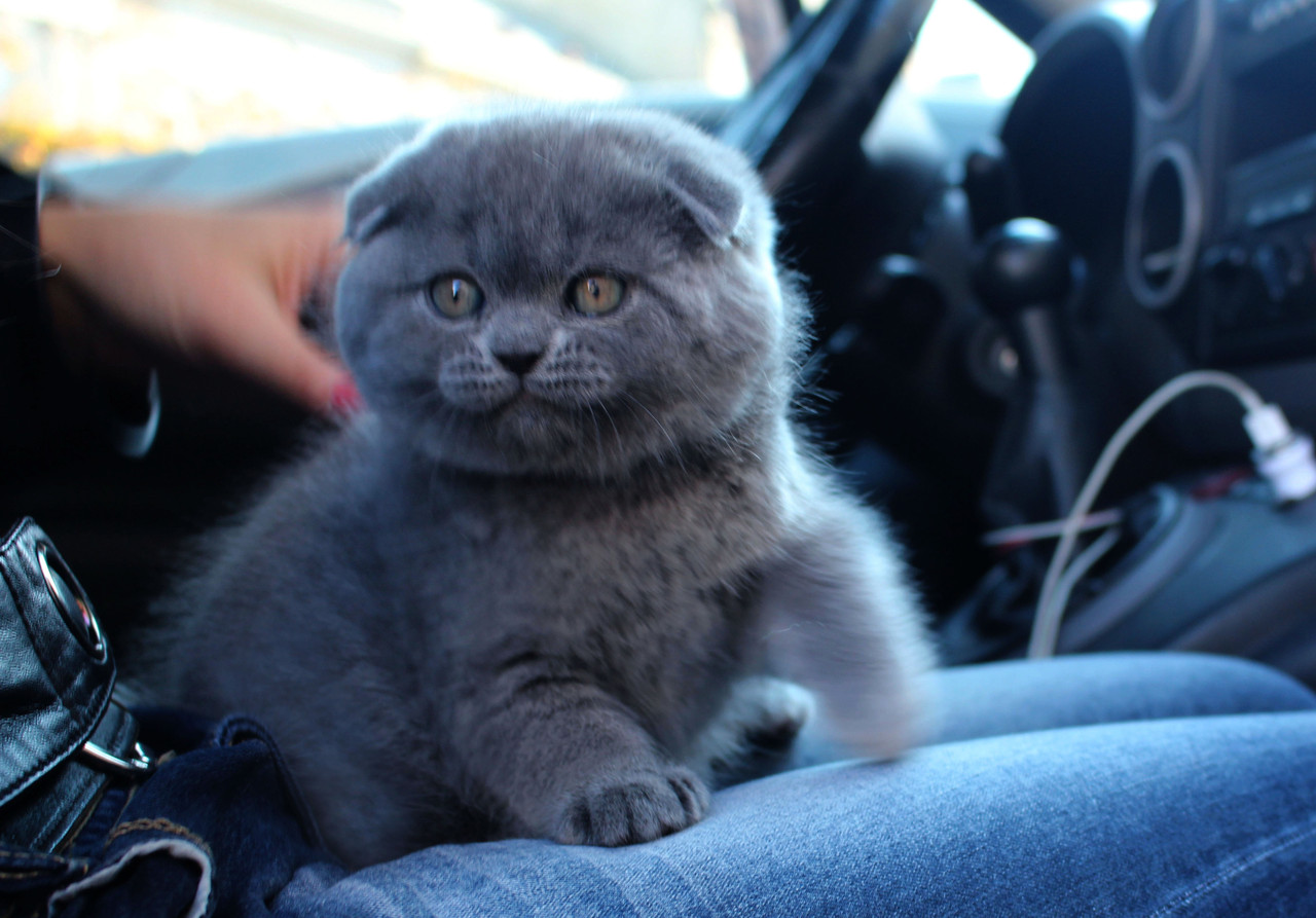 Вислоухий котёнок в машине