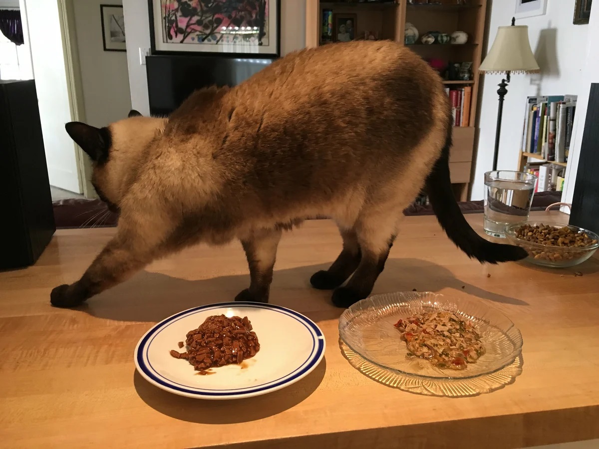 Миска с едой для кота