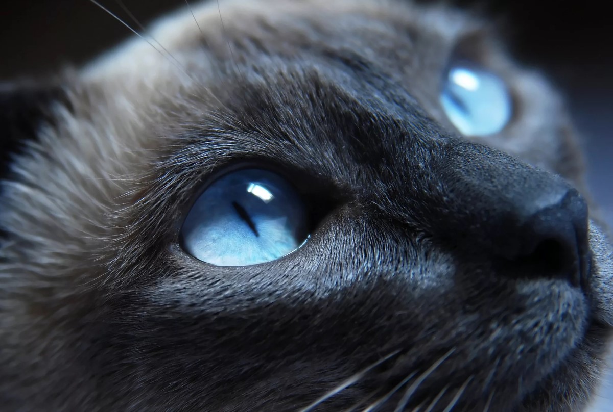 Фото Черных Котов С Голубыми Глазами