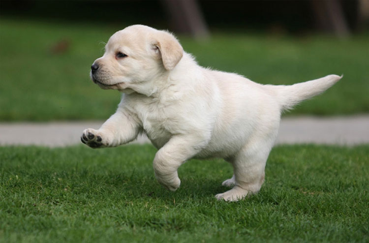 Porody Sobak Pohozhie Na Labradorov 17 Foto Porody Shenkov S Dlinnoj I Korotkoj Sherstyu Shozhie S Labradorom