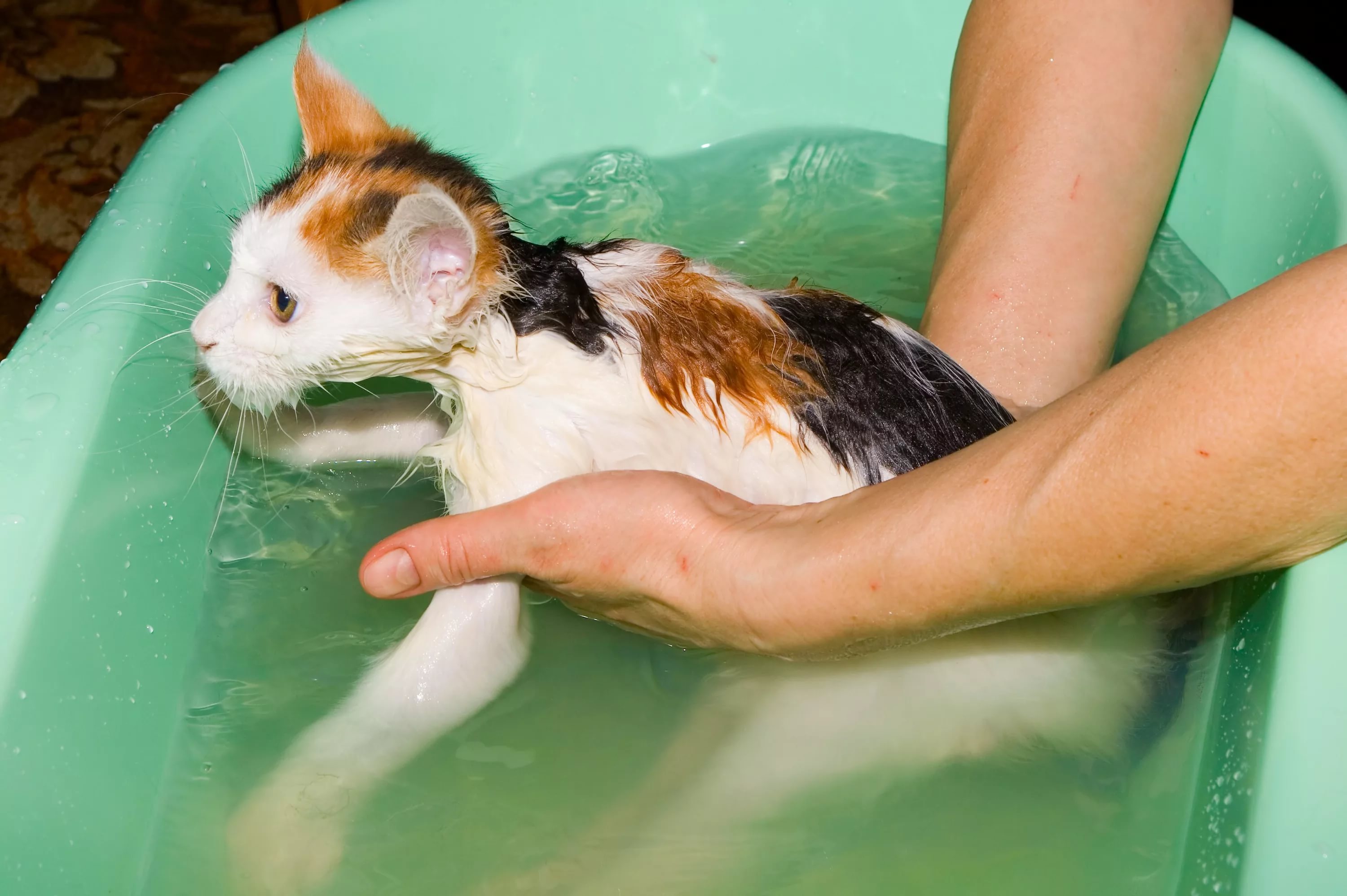 Нужно ли мыть. Купание кошки. Кошка купается. Котенок купается. Купание кота в ванной.