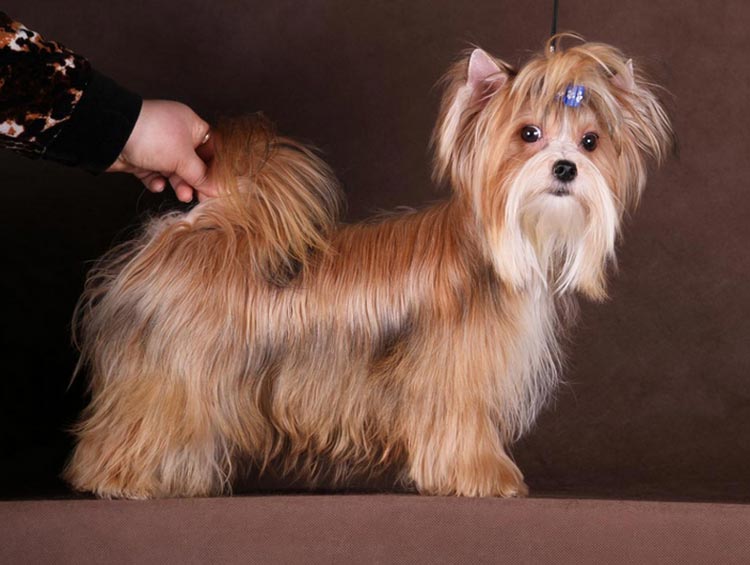 русская салонная собака сколько стоит щенка фото