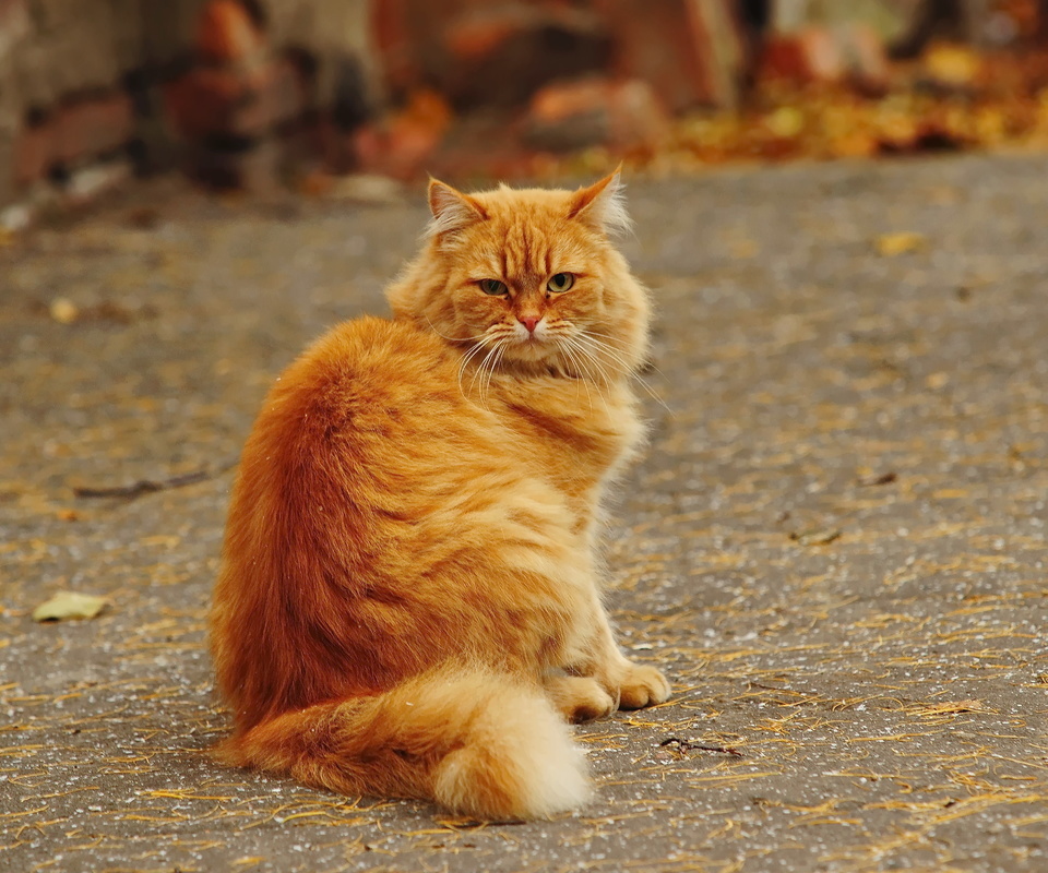 Рыжие Коты Фото Гладкошерстные