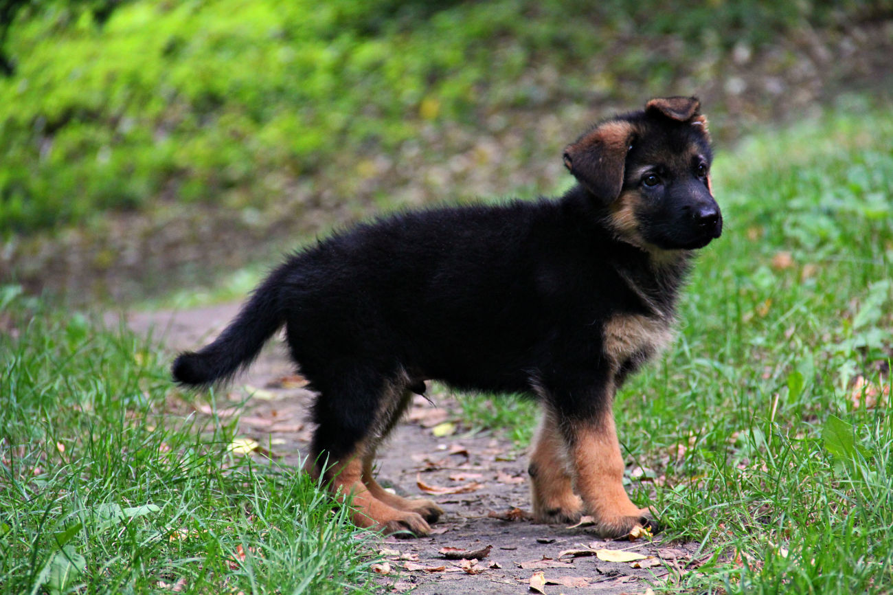 немецкий щенок 1 месяц фото