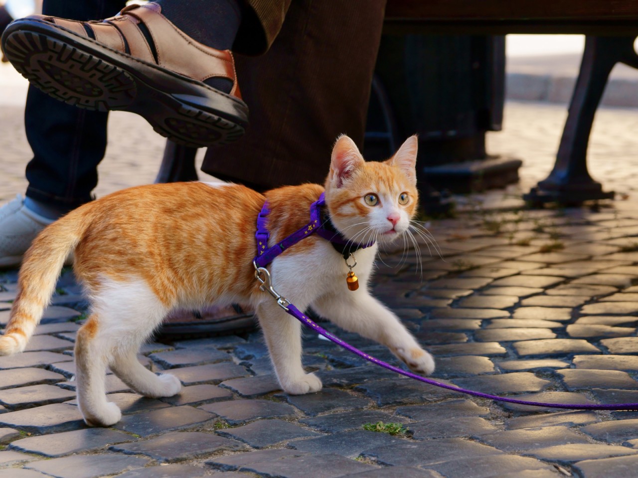Шлейка для кошки (35 фото): как выбрать кошачий поводок? Как приучить к нему кота? Можно ли выгуливать котят?