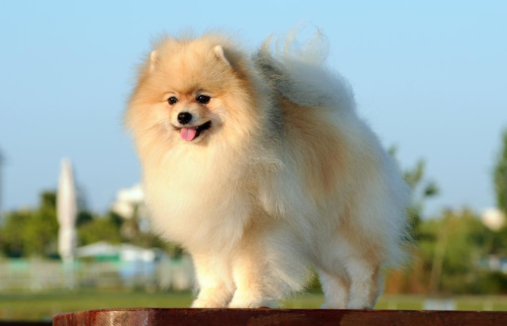 Сколько живут шпицы. Породу собаки Лулу шпиц. German Spitz. Немецкий шпиц большой гроссшпиц. Померанский шпиц живут.