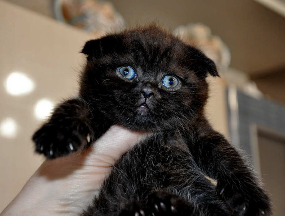 Вислоухий кот черный с голубыми глазами фото
