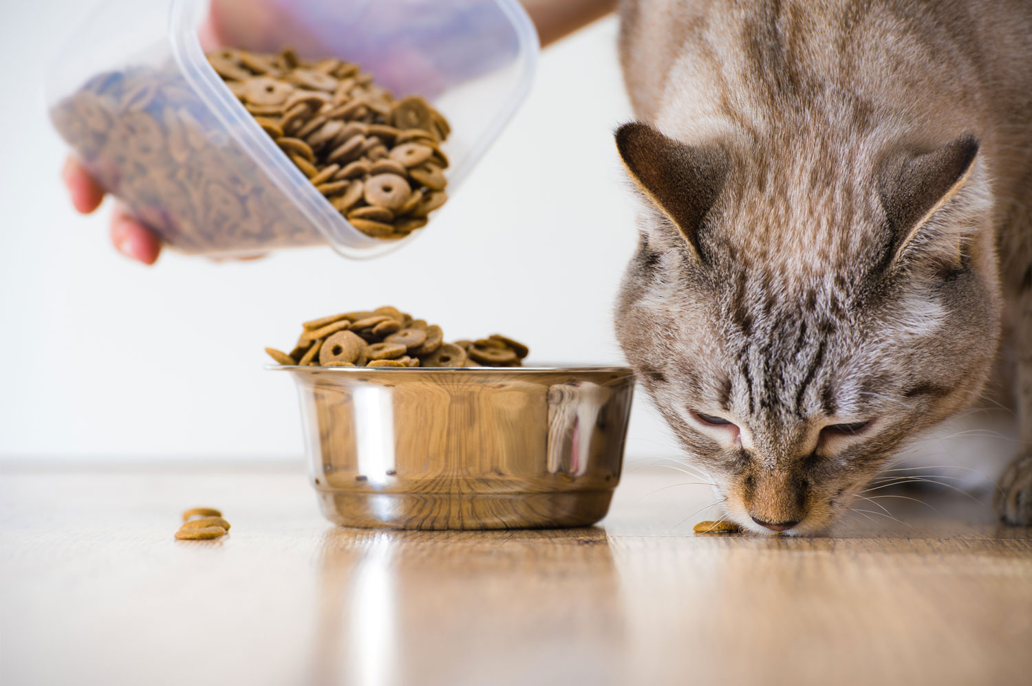 Что ест кошка в домашних условиях. Кошка ест корм. Человек ест кошачий корм. Мифы о питании кошек. Вред сухого корма.