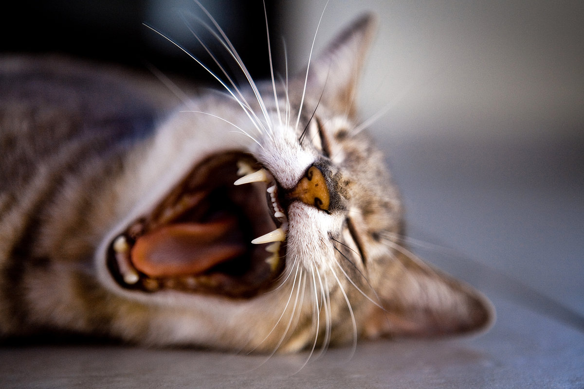 Фото кошачьих зубов