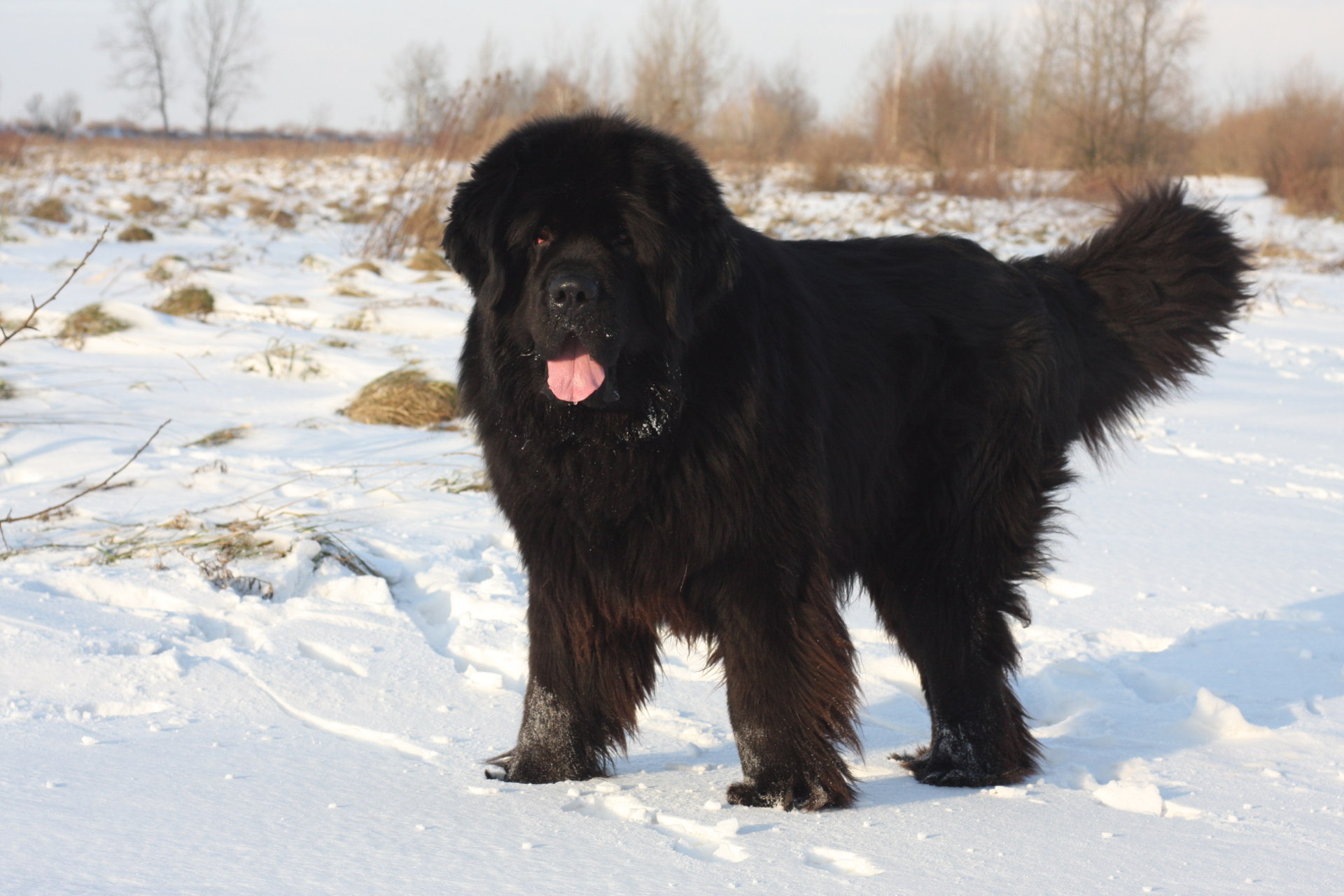 Большие Черные Собаки Фото