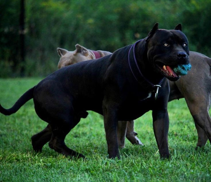 Chernyj Pitbul 24 Foto Shenki S Golubymi I Zheltymi Glazami Soderzhanie Amerikanskih Sobak Chernogo Okrasa