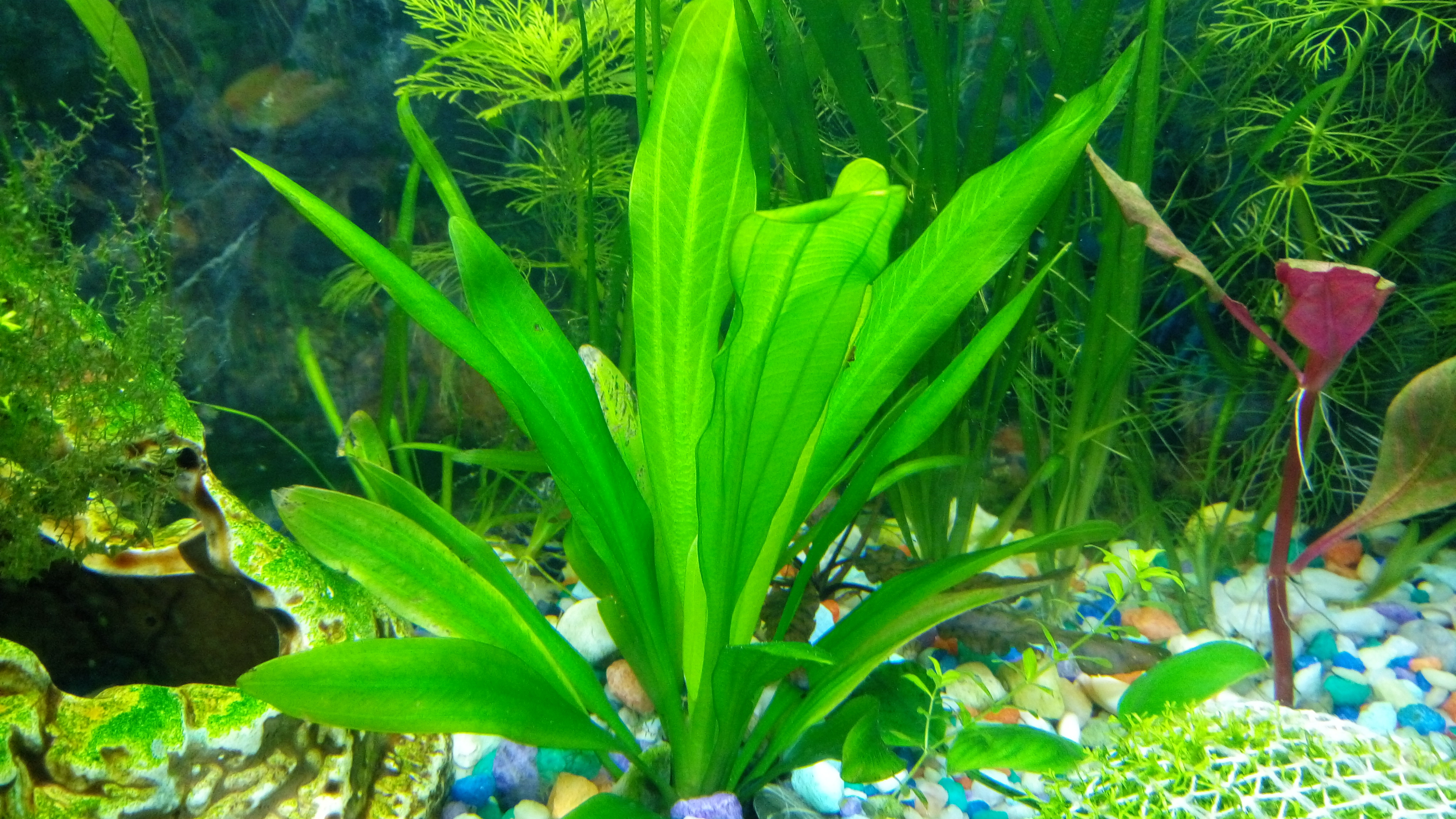 Аквариумные растения эхинодорус в аквариуме