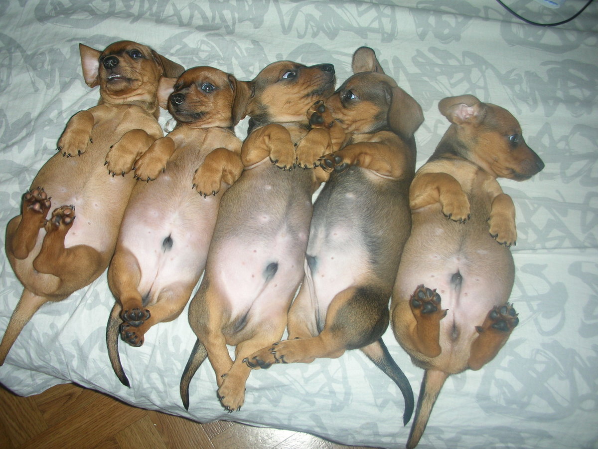 Как различить щенков по полу фото новорожденных
