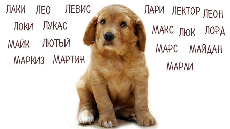 Как правильно назвать щенка по родословной — особенности присвоения кличек породистым собакам