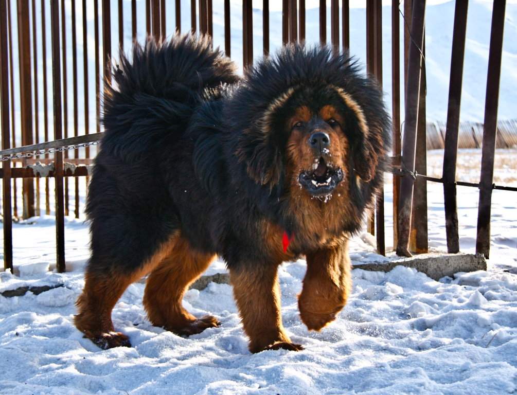 Самая большая собака в мире фото тибетский мастиф фото