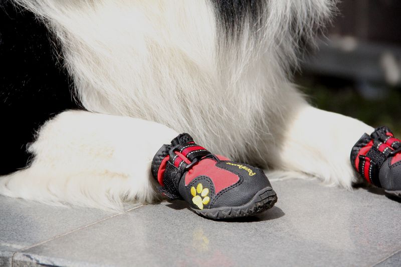 обувь для собак на валберис
