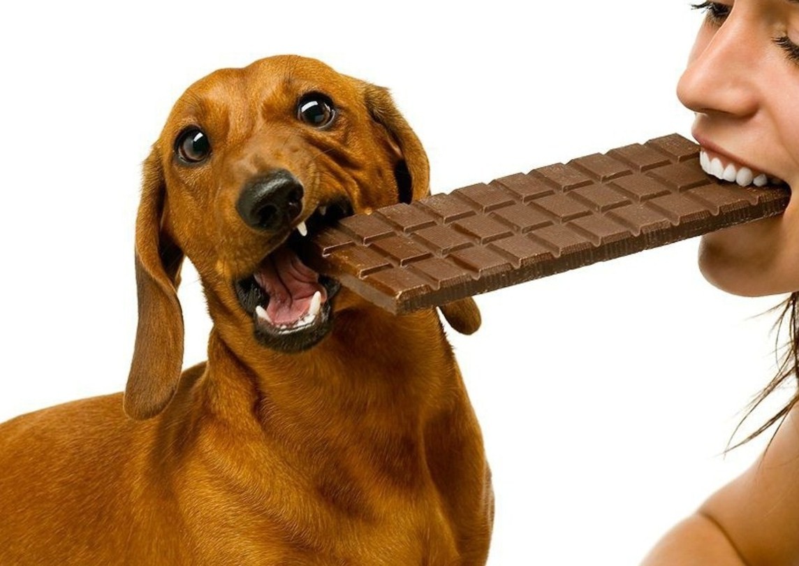 Шоколад для собак