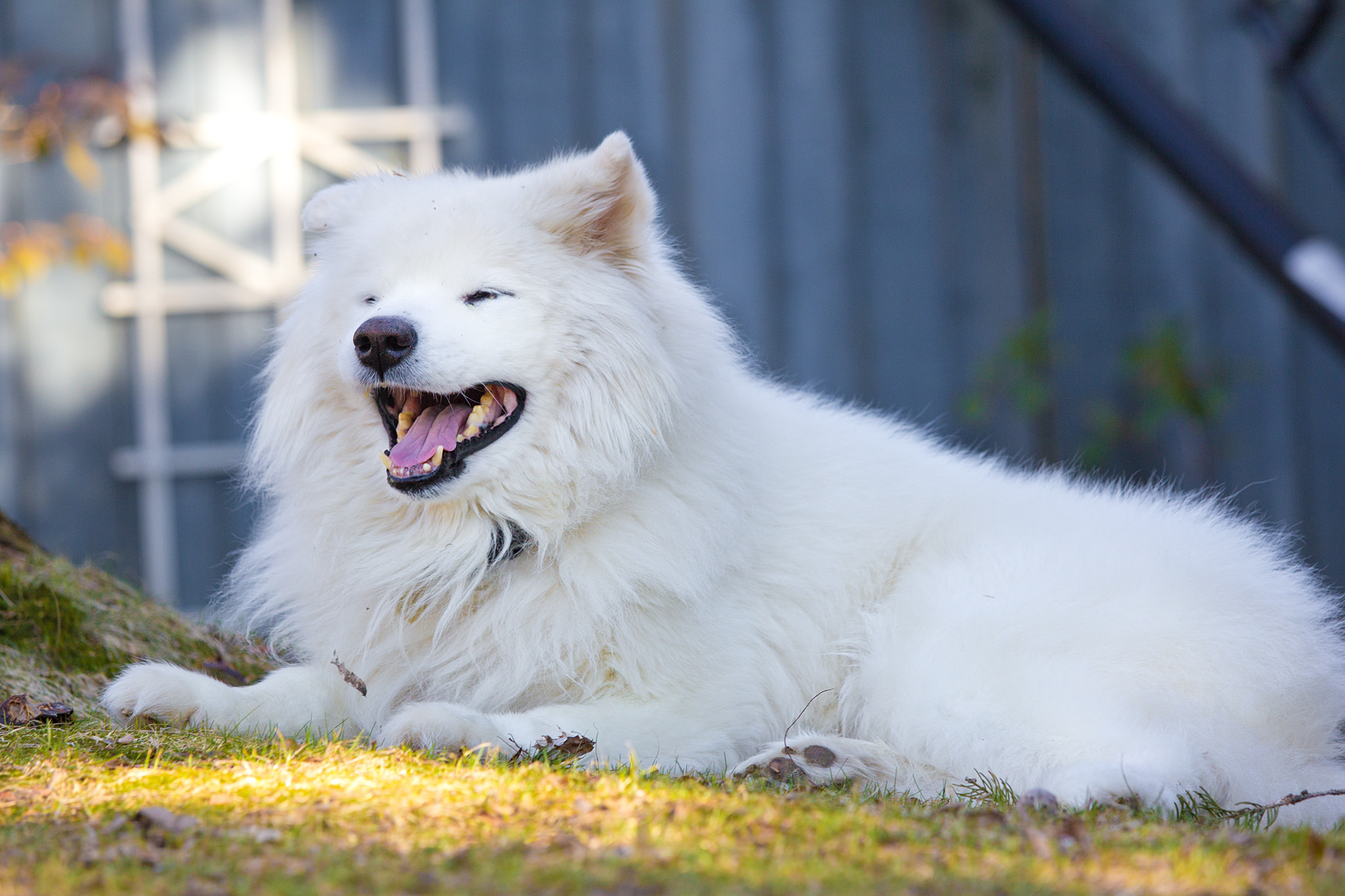 Крупная белая порода собак. Самоед собака. Белая лайка самоед. Шпиц самоед. Карликовый самоед.