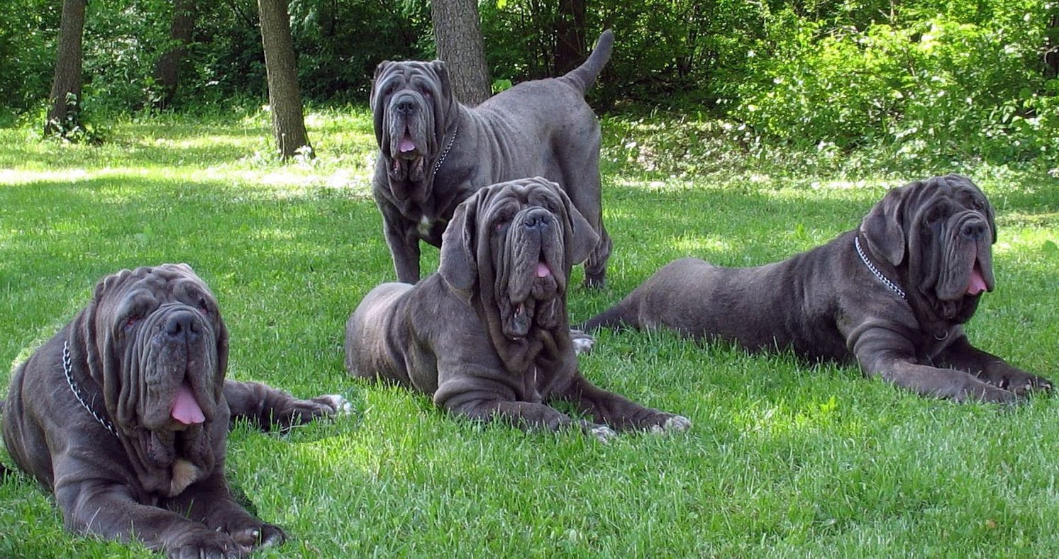 Большие Собаки Мира Фото